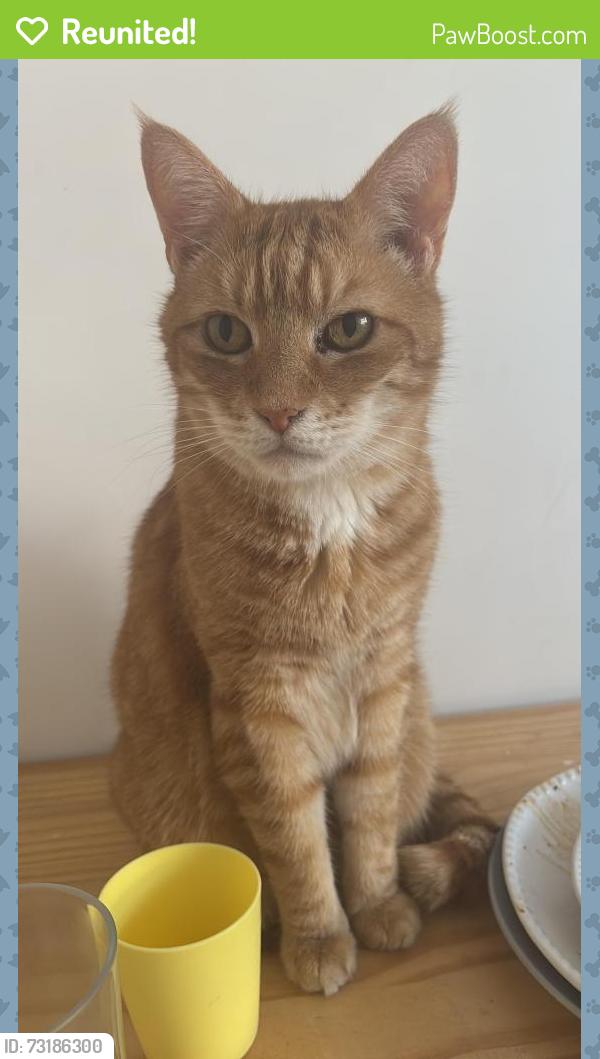 Reunited Male Cat last seen Cathcart road, Greater London, England SW10 9LF