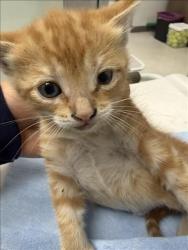 Shelter Stray Female Cat last seen , 11361 W Pico Blvd, Los Angeles, CA 90064, USA