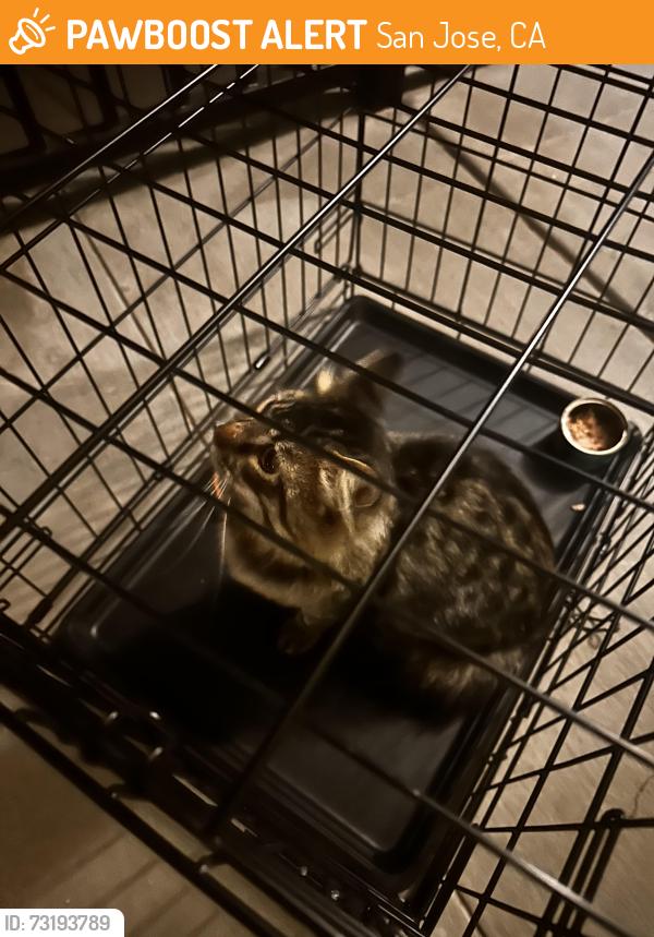 Found/Stray Male Cat last seen Art Ark apmts, Keyes St, San Jose, CA 95112