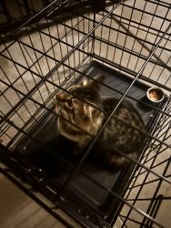 Found/Stray Male Cat last seen Art Ark apmts, Keyes St, San Jose, CA 95112