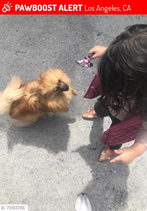 Lost Female Dog last seen McKinley, Los Angeles, CA 90011