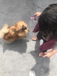 Lost Female Dog last seen McKinley, Los Angeles, CA 90011