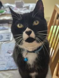 Lost Male Cat last seen tasker road, South Yorkshire, England 