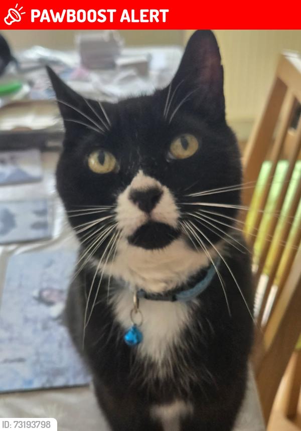 Lost Male Cat last seen tasker road, South Yorkshire, England 