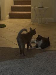 Reunited Female Cat last seen Paseo Verde ,Cedar Berry Court, Henderson, NV 89012