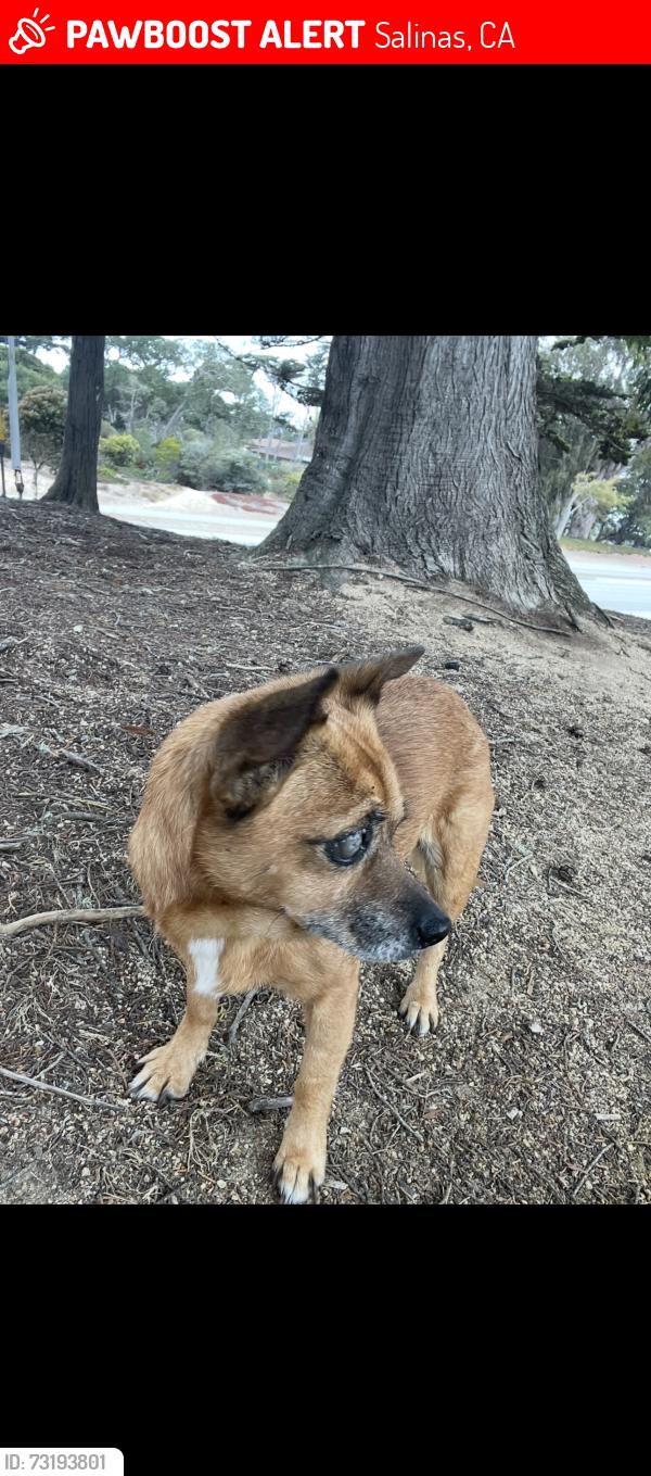 Lost Female Dog last seen Near pesante rd, Salinas, CA 93907