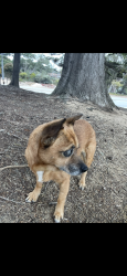 Lost Female Dog last seen Near pesante rd, Salinas, CA 93907