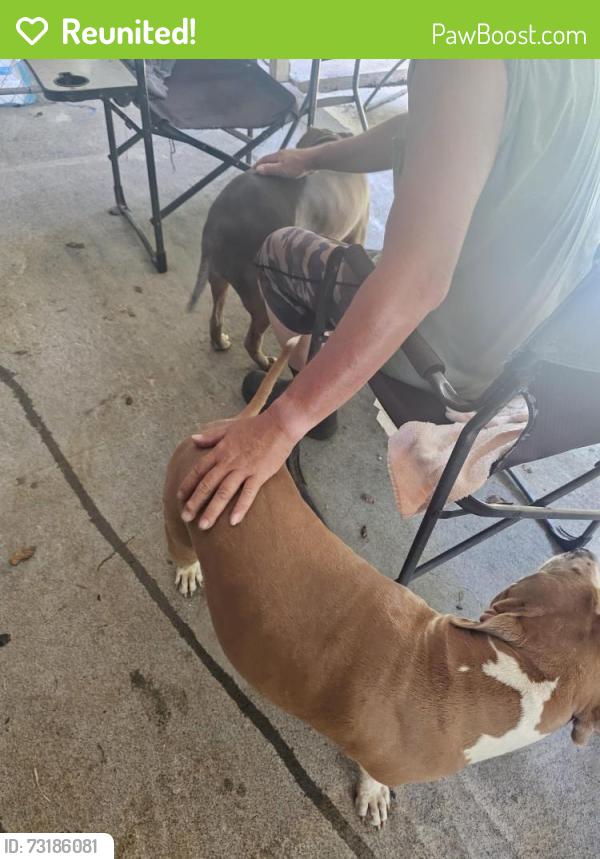 Reunited Female Dog last seen Cow cuddling, Papaikou, HI 96781