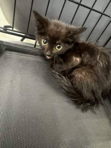 Shelter Stray Female Cat last seen , 14409 Vanowen St, Van Nuys, CA 91405, USA