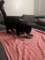Reunited Male Cat last seen 8th St. E Edgewood,wa, Edgewood, WA 98372
