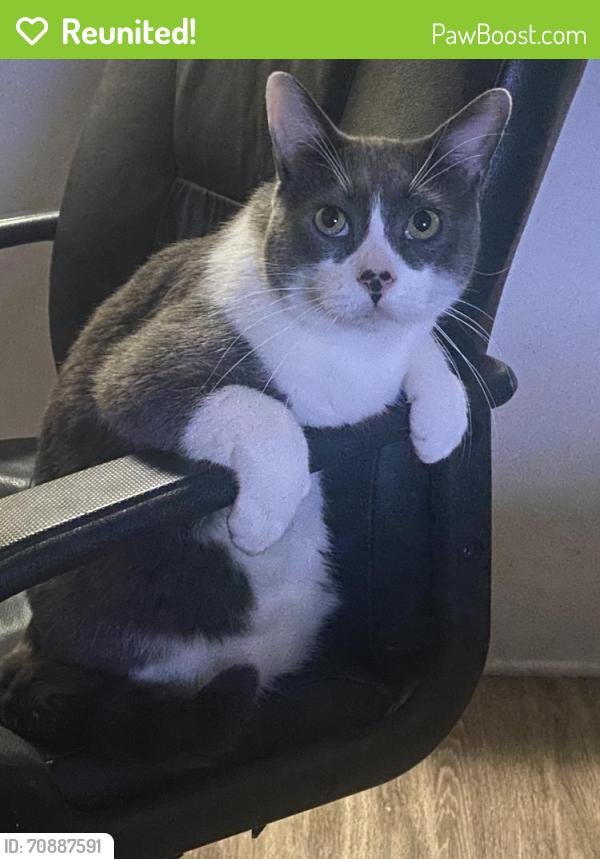 Reunited Male Cat last seen Topanga Cyn Blvd and Collins St, Calabasas, CA 91367