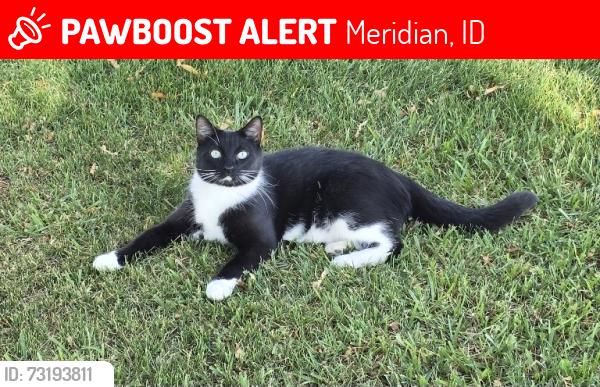 Lost Male Cat last seen 10 mile and overland, Meridian, ID 83642