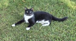 Lost Male Cat last seen 10 mile and overland, Meridian, ID 83642