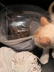 Reunited Male Cat last seen McMaster university track woodland area, Hamilton, ON L8N 1E9
