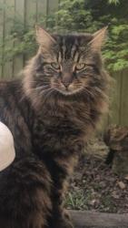 Lost Female Cat last seen Robertson way, Newport, Wales NP20 6QQ