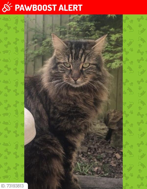 Lost Female Cat last seen Robertson way, Newport, Wales NP20 6QQ