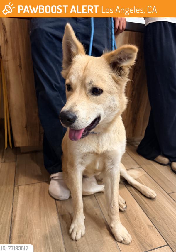 Found/Stray Female Dog last seen At the center of the park, Los Angeles, CA 90017