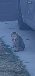 Lost Female Cat last seen Robertson rd in Eagle ranch area, Fort Worth, TX 76179