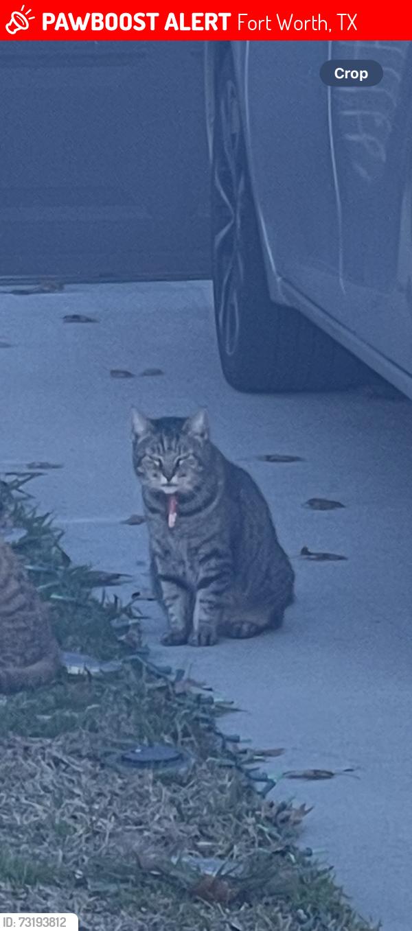 Lost Female Cat last seen Robertson rd in Eagle ranch area, Fort Worth, TX 76179