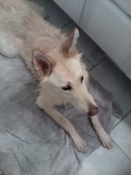 Lost Female Dog last seen Broadway and 95th, Tolleson, AZ 85353