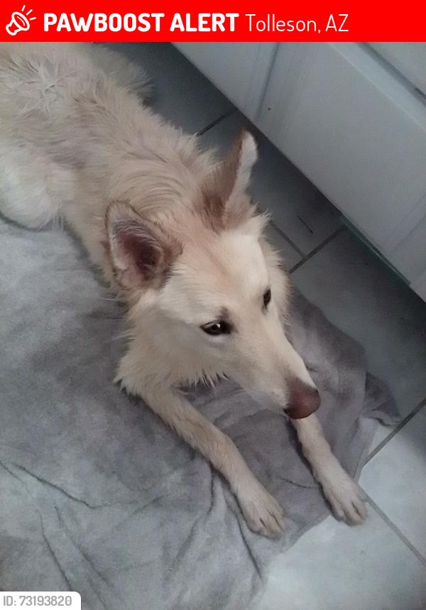 Lost Female Dog last seen Broadway and 95th, Tolleson, AZ 85353