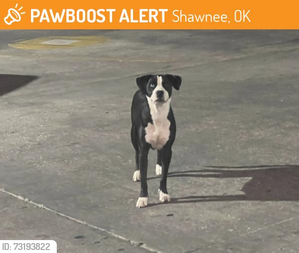 Found/Stray Female Dog last seen Harrison and independence, Shawnee, OK 74804