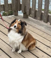 Reunited Female Dog last seen Barlow Trail Rd, Mount Hood Village, OR 97049
