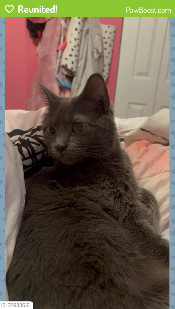 Reunited Female Cat last seen Union Deposit Road, Harrisburg, PA 17109
