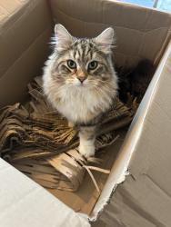 Lost Male Cat last seen Putney Bridge Road, Fawe Park Road, Brandlehow Road, Bective Place, Greater London, England SW15 2QA