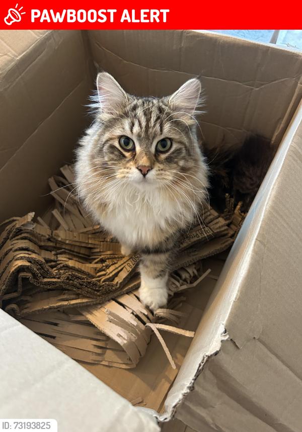 Lost Male Cat last seen Putney Bridge Road, Fawe Park Road, Brandlehow Road, Bective Place, Greater London, England SW15 2QA