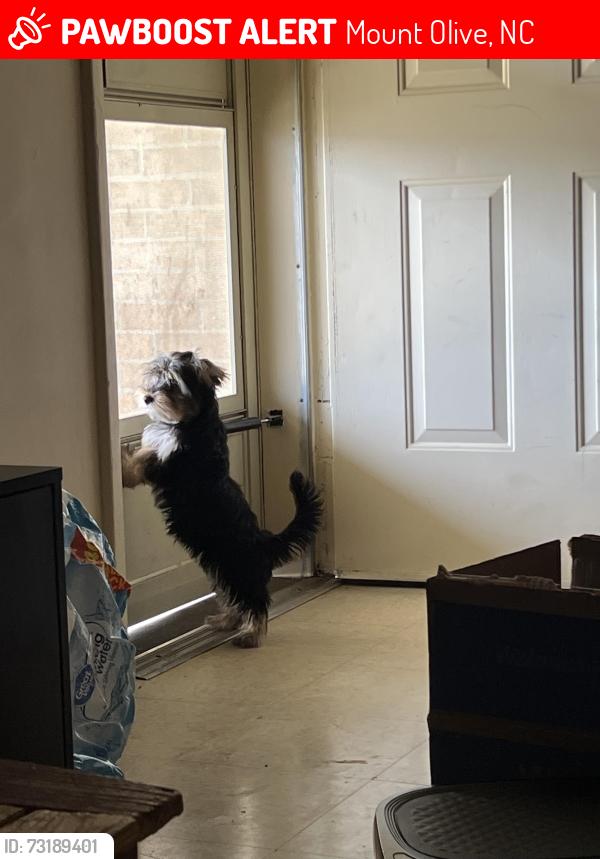 Lost Female Dog last seen E Maple St, Mount Olive, NC 28365