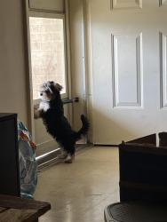 Lost Female Dog last seen E Maple St, Mount Olive, NC 28365