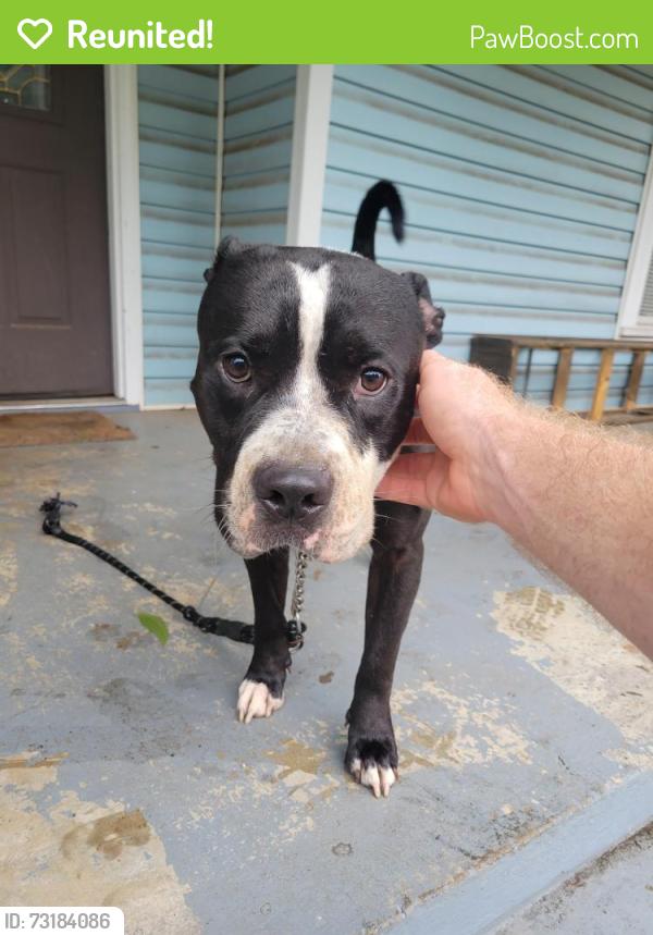 Reunited Male Dog last seen Near Turner St East Point GA 30344, East Point, GA 30344