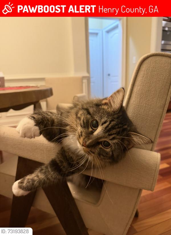 Lost Female Cat last seen Eagles Brooke , Locust grove Ga, Henry County, GA 30248