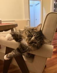 Lost Female Cat last seen Eagles Brooke , Locust grove Ga, Henry County, GA 30248