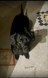 Reunited Male Dog last seen Danbury / Juliette, McKinney, TX 75071