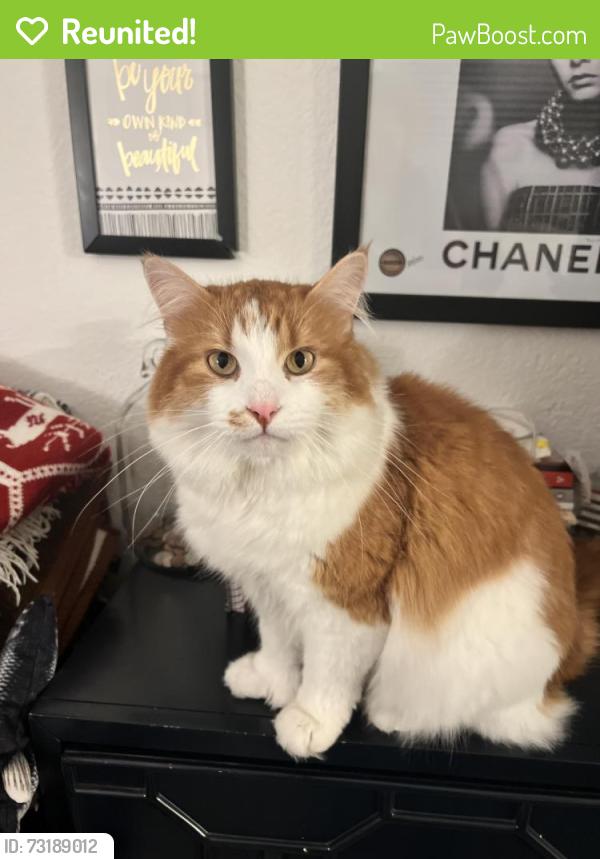 Reunited Male Cat last seen Cape May and Bacon, San Diego, CA 92107