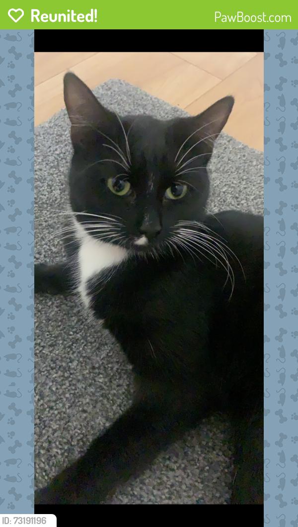 Reunited Female Cat last seen Longbridge, Longbridge, England B31 4NL
