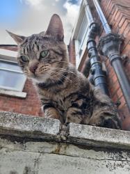 Found/Stray Male Cat last seen Henderson street, Lancashire, England 