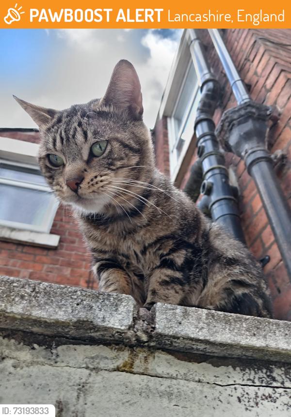 Found/Stray Male Cat last seen Henderson street, Lancashire, England 
