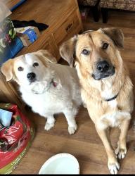Reunited Male Dog last seen Lemay and Harmony, Fort Collins, CO 80525