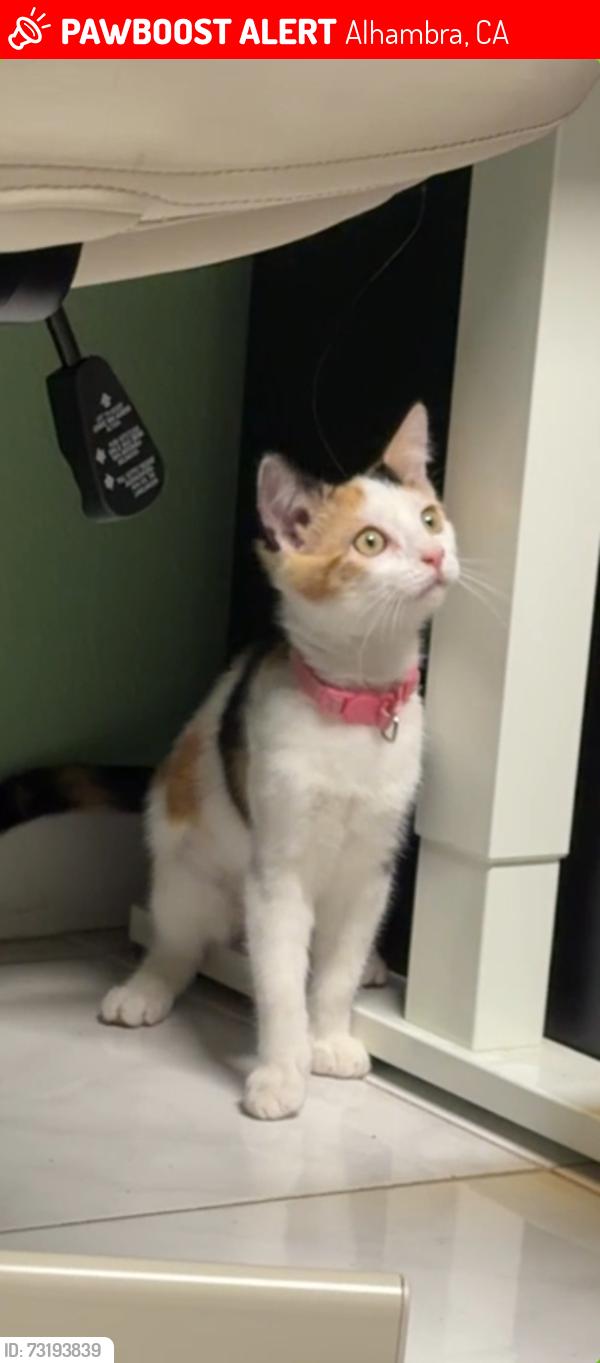 Lost Female Cat last seen Lemon Street, Alhambra, CA 91803