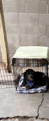 Lost Male Dog last seen Eastman and 6th st, Los Angeles, CA 90023