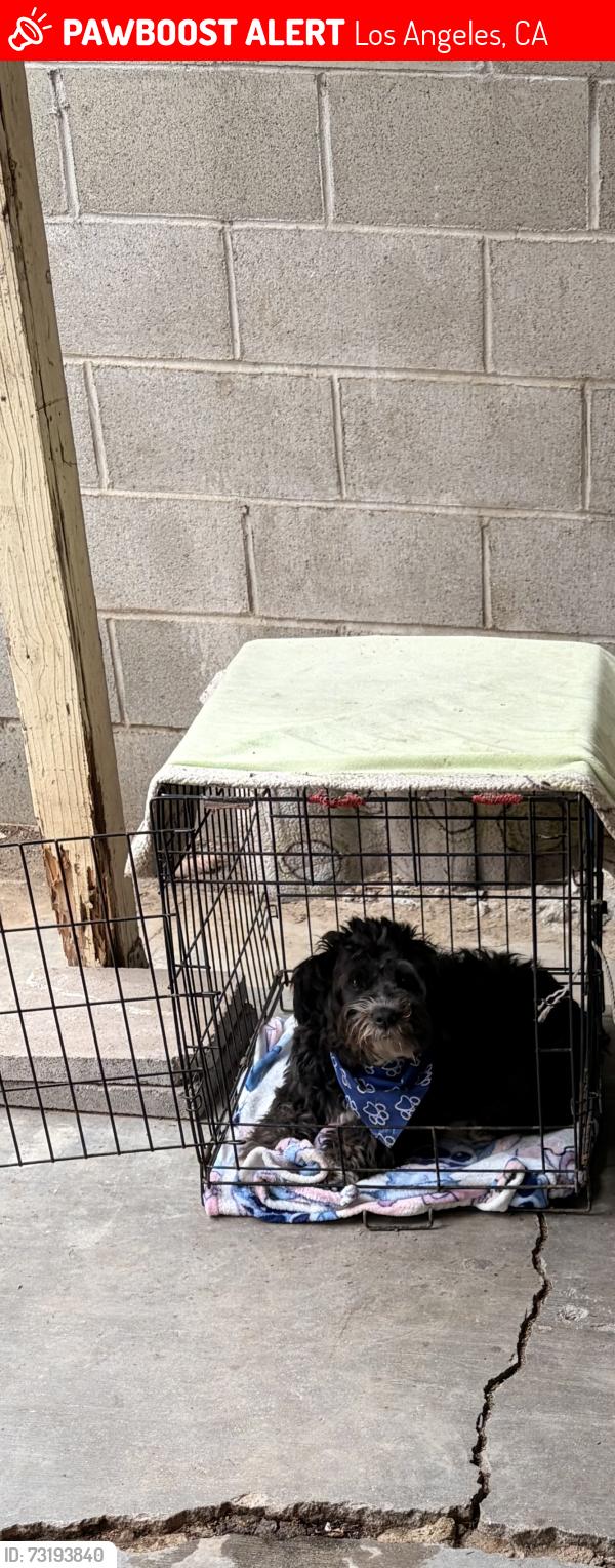 Lost Male Dog last seen Eastman and 6th st, Los Angeles, CA 90023