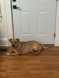 Lost Male Dog last seen East pine street, Maiden, NC 28650