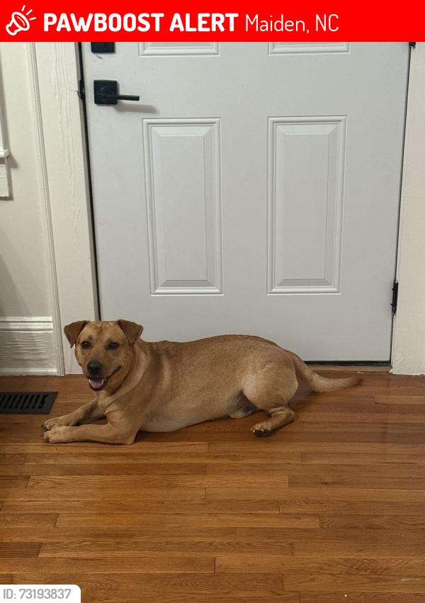 Lost Male Dog last seen East pine street, Maiden, NC 28650
