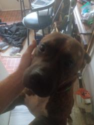 Found/Stray Male Dog last seen Hwy 5 near billarp in Douglasville, Douglasville, GA 30134