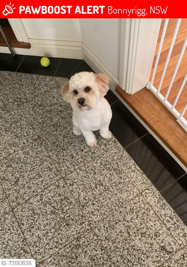 Lost Male Dog last seen Brown road bonnyrigg, Bonnyrigg, NSW 2177