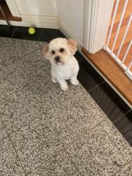 Lost Male Dog last seen Brown road bonnyrigg, Bonnyrigg, NSW 2177