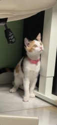 Lost Female Cat last seen Lemon Street, Alhambra, CA 91803